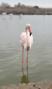 Weekend Camargue Flamant