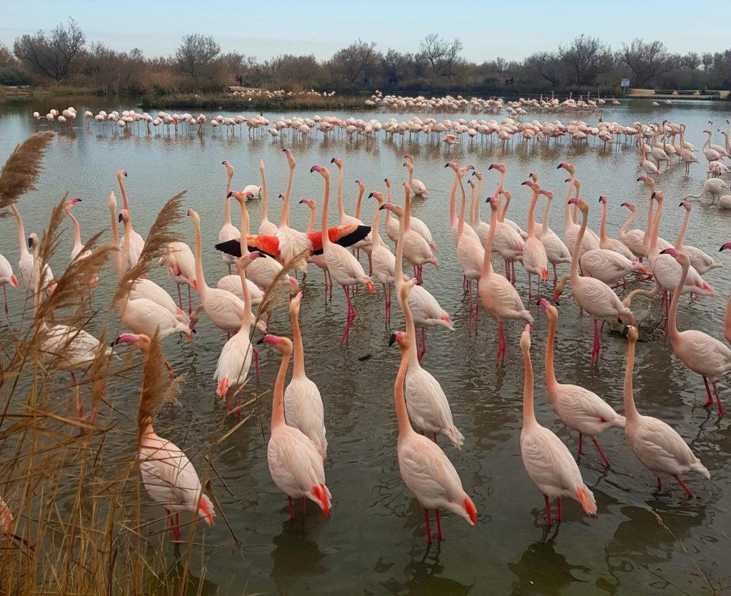 Weekend Camargue FlamantsWeekend Camargue Flamants